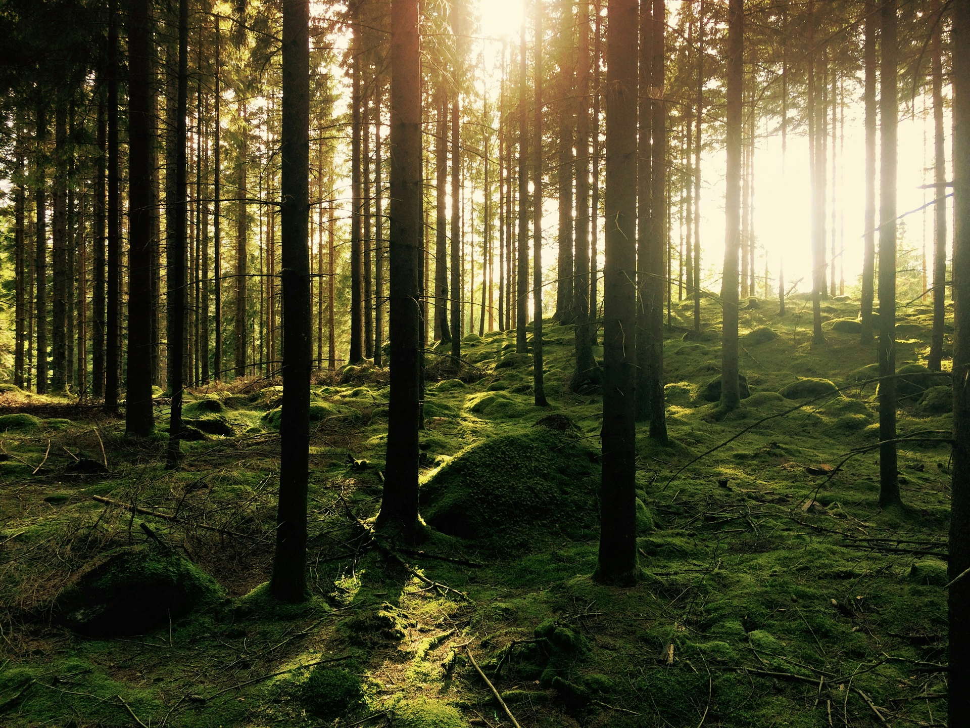 Ein dicht bewachsener Wald mit hohen, geraden Baumstämmen und moosbewachsenem Waldboden, durch den Sonnenlicht scheint.