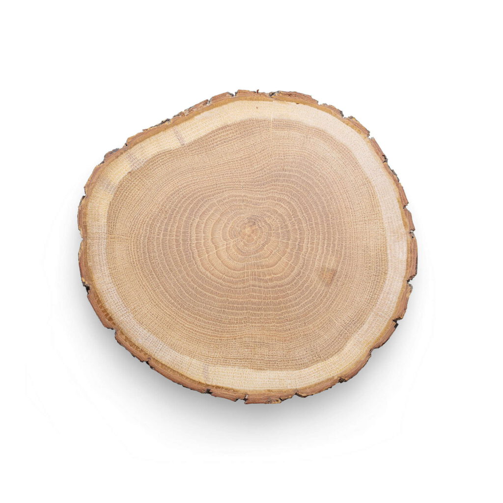 Eine kreisförmige Holzscheibe eines Baumstamms, die deutlich die Jahresringe und die raue Rinde zeigt, auf weißem Hintergrund.